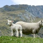 sheep on a grassy hillside scaled