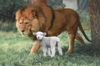 A Lamb and a Lion