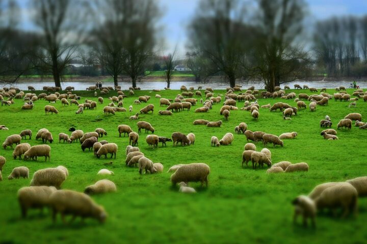 sheep, herd, flock of sheep